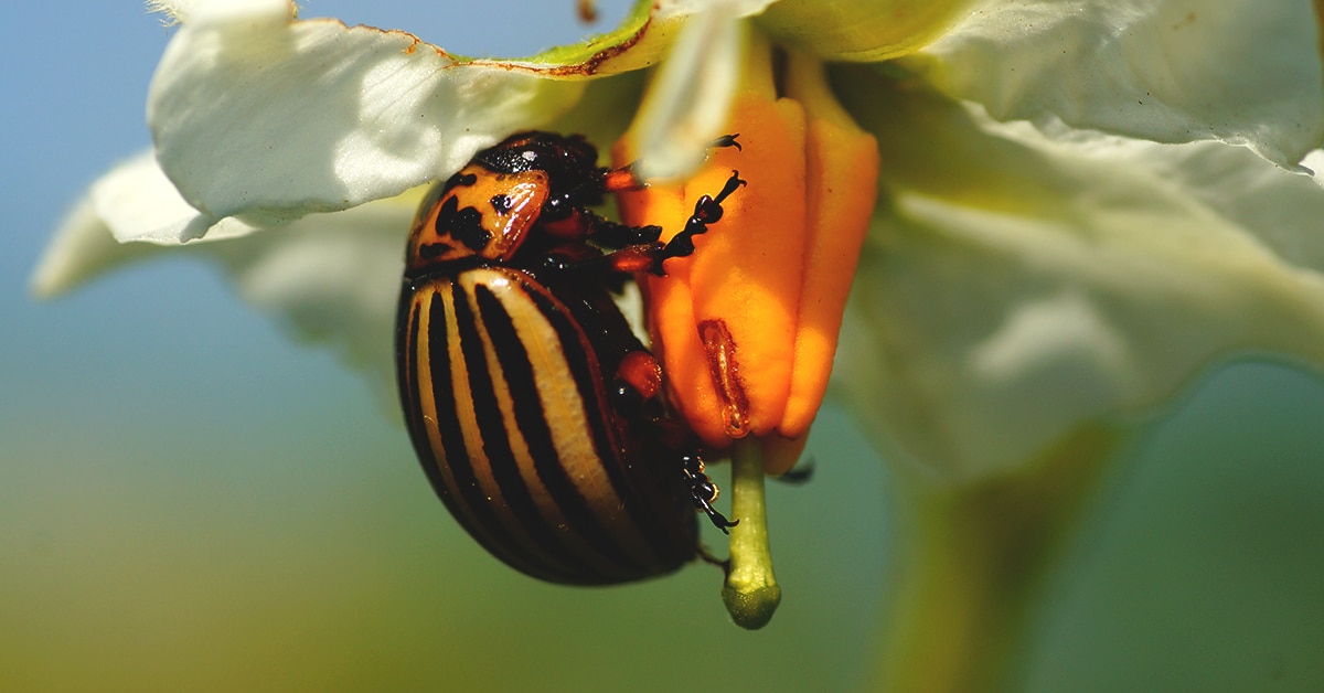 como lidar com os insetos de verão
